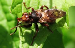 Myopa vicaria 3354091 by pbedell. Used under a CC BY-SA 4.0 license.