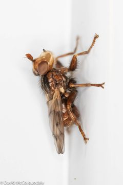 Myopa vicaria 69213877 by David McCorquodale. Used under a CC BY 4.0 license.