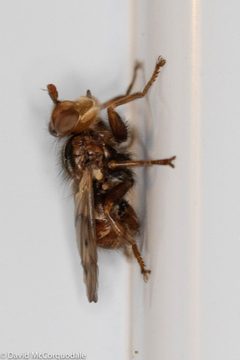 Myopa vicaria 69213974 by David McCorquodale. Used under a CC BY 4.0 license.