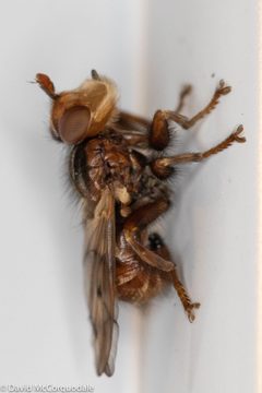 Myopa vicaria 69214144 by David McCorquodale. Used under a CC BY 4.0 license.