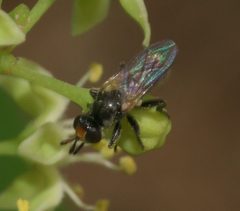 Thecophora propinqua - inat 134637131 by {{{name}}}. Used under a CC BY-SA 4.0 license.