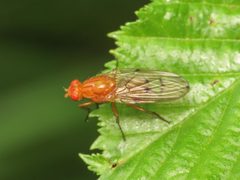 Dryomyza anilis 144643223 by Emanuele Santarelli. Used under a CC BY-SA 4.0 license.