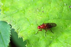 Dryomyza anilis 47166291 by Tina Ellegaard Poulsen. Used under a CC BY 4.0 license.