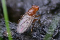 Dryomyza anilis 94376212 by Matthew Vosper. Used under a CC BY 4.0 license.