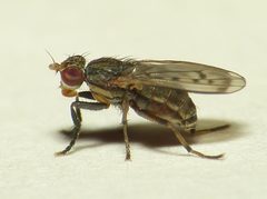 Pherbellia nana by 



This image is created by user Dick Belgers at Waarneming.nl, a source of nature observations in the Netherlands.
. Used under a CC BY 3.0 license.