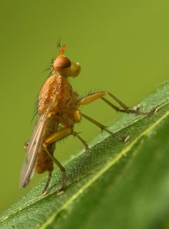 Tetanocera sp rb by Richard Bartz. Used under a CC BY-SA 2.5 license.