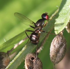 2017 09 16 Nemopoda nitidula1 by Slimguy. Used under a CC BY 4.0 license.