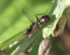 2017 09 16 Nemopoda nitidula2 by Slimguy. Used under a CC BY 4.0 license.