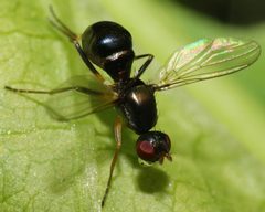 Nemopoda nitidula by TheBookdetective. Used under a CC BY-SA 3.0 license.
