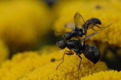 Sepsis.punctum.couple by James K. Lindsey. Used under a CC BY-SA 3.0 license.