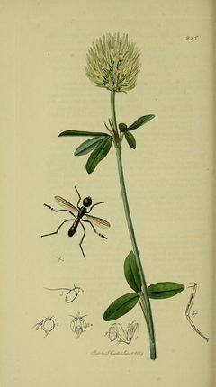 Britishentomologyvolume8Plate245 by John Curtis
 / John Curtis
. Used under a Public domain license.