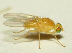 Gymnochiromyia flavella by 



This image is created by user Dick Belgers at Waarneming.nl, a source of nature observations in the Netherlands.
. Used under a CC BY 3.0 license.
