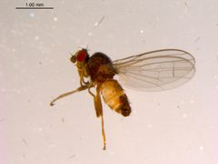 Borboropsis puberula specimen by CBG Photography Group, Centre for Biodiversity Genomics. Used under a CC BY 3.0 license.