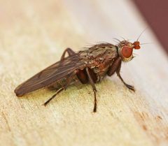 Scoliocentra tincta by WanderingMogwai. Used under a CC BY-SA 4.0 license.