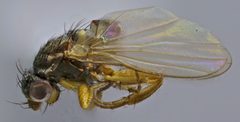 Neossos tombstonensis holotype by Anna M. Solecki &amp; Terry A. Wheeler. Used under a CC BY 4.0 license.