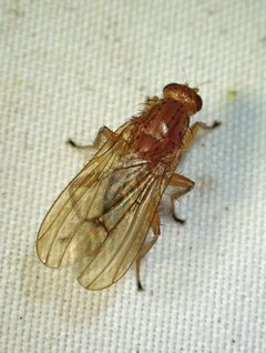 Suillia longipennis by Louis Imbeau. Used under a CC BY 4.0 license.