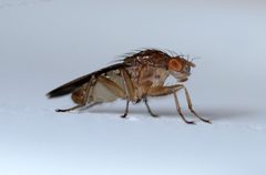 Fly June 2020-2 by Alvesgaspar. Used under a CC BY-SA 4.0 license.