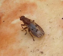 Heleomyzidae Suillia variegata. - Flickr - gailhampshire by gailhampshire from Cradley, Malvern, U.K. Used under a CC BY 2.0 license.