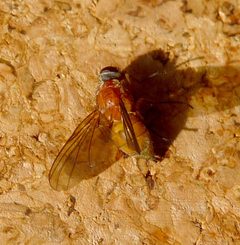 Suillia variegata. Heleomyzidae - Flickr - gailhampshire by gailhampshire from Cradley, Malvern, U.K. Used under a CC BY 2.0 license.