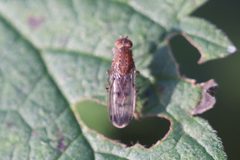 Suillia variegata 105615041 by Michel Langeveld. Used under a CC BY-SA 4.0 license.