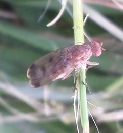 Suillia variegata 67938938 by Valentin Hamon. Used under a CC BY-SA 4.0 license.