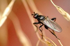 Copromyza.equina by James K. Lindsey. Used under a CC BY-SA 3.0 license.