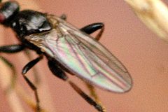 Copromyza.equina.wing.detail by James K. Lindsey. Used under a CC BY-SA 3.0 license.