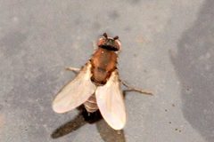 Coproica.ferruginata2.-.lindsey by James K. Lindsey. Used under a CC BY-SA 3.0 license.