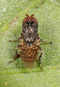 Poecilosomella angulata by Judy Gallagher. Used under a CC BY-SA 4.0 license.