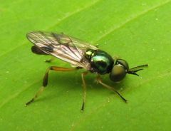 Actina viridis by Beatriz Moisset. Used under a CC BY-SA 4.0 license.