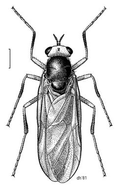 DIPT Stratiomyidae Inopus rubriceps by Desmond W. Helmore
. Used under a CC BY 4.0 license.