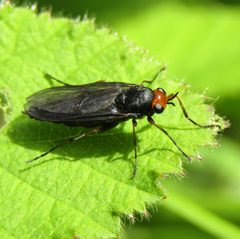 Inopus rubriceps by iNaturalist NZ  user: wild_wind. Used under a CC BY 4.0 license.