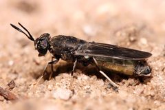 Hermetia illucens Black soldier fly edit1 by Muhammad Mahdi Karim. Used under a GFDL 1.2 license.