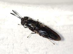 Hermetia sexmaculata by Arturo Santos. Used under a CC BY 4.0 license.