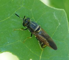 Hermetia subpellucida - inat 316573819 by {{{name}}}. Used under a CC BY 4.0 license.
