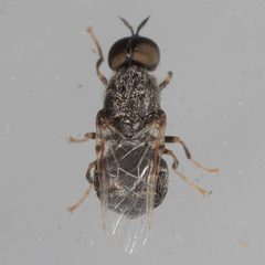 Nemotelus bruesii by Victor Engel. Used under a CC BY 4.0 license.
