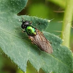 Chloromyia formosa 128670857 by anasacuta. Used under a CC BY 4.0 license.