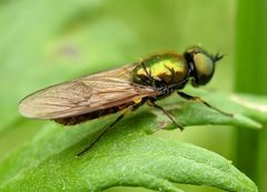 Chloromyia formosa 139209937 by Victor Heng. Used under a CC0 license.