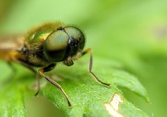 Chloromyia formosa 139209954 by Victor Heng. Used under a CC0 license.