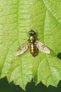 Chloromyia formosa 140872252 by Michel Langeveld. Used under a CC BY-SA 4.0 license.