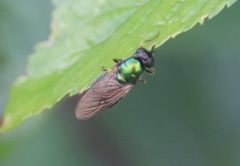 Chloromyia formosa 146441699 by Michel Langeveld. Used under a CC BY-SA 4.0 license.