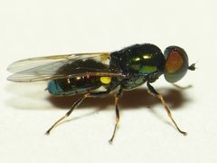 Microchrysa polita by 



This image is created by user Dick Belgers at Waarneming.nl, a source of nature observations in the Netherlands.
. Used under a CC BY 3.0 license.