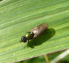 Microchrysa polita - Flickr - gailhampshire by gailhampshire from Cradley, Malvern, U.K. Used under a CC BY 2.0 license.
