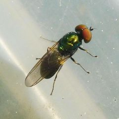 Microchrysa polita 295026220 by Barry Walter. Used under a CC BY 4.0 license.