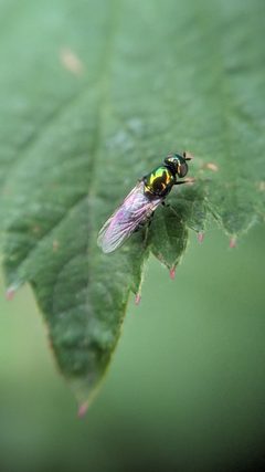Microchrysa polita 296823711 by Michel Langeveld. Used under a CC BY-SA 4.0 license.