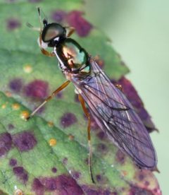 2017 09 23 Sargus bipunctatus by Slimguy. Used under a CC BY 4.0 license.