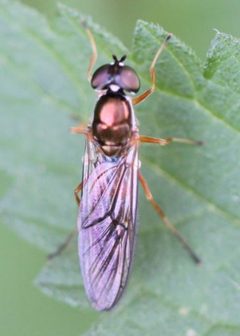 2018 09 15 Sargus bipunctatus by Slimguy. Used under a CC BY 4.0 license.
