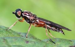 2018 09 29 Sargus bipunctatus by Slimguy. Used under a CC BY 4.0 license.
