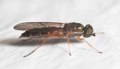 Sargus bipunctatus-pjt2 by Pjt56 --- If you use the picture outside Wikipedia I would appreciate a short e-mail to pjt56@gmx.net or a message on my discussion page. Used under a CC BY-SA 4.0 license.