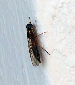 Sargus bipunctatus on white wall by GeXeS. Used under a CC BY-SA 4.0 license.